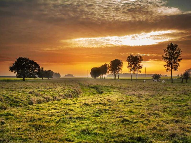 The Ultimate Guide to Premium Dehydrated Vegetables: bulk spices Edition